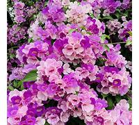 Piantadi pepe semi di semi giardino aromatiche Aiule rialzate per il giardino vaso per danteda ombra vasipiantebalcone serra 20Seme