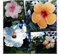 Piantare l'ibisco,perenni,splendente e vivace,bulbi di ibisco,Tagliare,resistenti al freddo(non artificiali)-3bulbis-J