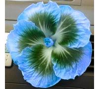 Piantare l'ibisco,perenni,splendente e vivace,bulbi di ibisco,Tagliare,resistenti al freddo(non artificiali)-3bul