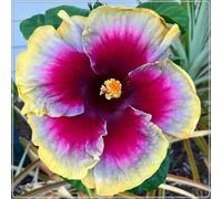 Piantare l'ibisco,perenni,splendente e vivace,bulbi di ibisco,Tagliare,resistenti al freddo(non artificiali)-3bul