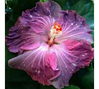 Piantare l'ibisco,perenni,splendente e vivace,bulbi di ibisco,Tagliare,resistenti al freddo(non artificiali)-3bulbis-I