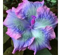 Piantare l'ibisco,perenni,splendente e vivace,bulbi di ibisco,Tagliare,resistenti al freddo(non artificiali)-5bul