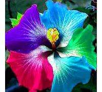 Piantare l'ibisco,perenni,splendente e vivace,bulbi di ibisco,Tagliare,resistenti al freddo(non artificiali)-4bul