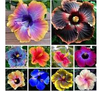 Piantare l'ibisco,perenni,splendente e vivace,bulbi di ibisco,Tagliare,resistenti al freddo(non artificiali)-2bulbis-L