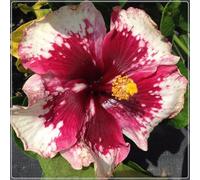 Piantare l'ibisco,perenni,splendente e vivace,bulbi di ibisco,Tagliare,resistenti al freddo(non artificiali)-5bulbis-O