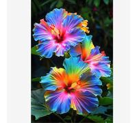 Piantare l'ibisco,perenni,splendente e vivace,bulbi di ibisco,Tagliare,resistenti al freddo(non artificiali)-3bulbis-H