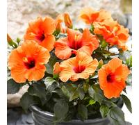 Piantare l'ibisco,perenni,splendente e vivace,bulbi di ibisco,Tagliare,resistenti al freddo(non artificiali)-5bulbis-M