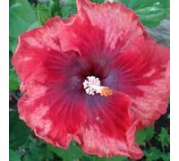 Piantare l'ibisco,perenni,splendente e vivace,bulbi di ibisco,Tagliare,resistenti al freddo(non artificiali)-3bul