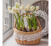 piantarebietolepianteresistenti in vaso,piantedecorative resistenti all'ombra,in vaso,adatte a serre e balconi Semi diortaggi,per gli amanti del 250Seme