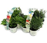 PIANTE AROMATICHE fresche COCKTAIL + MIX (in vaso Ø 9 cm) N.6 x 2 pack