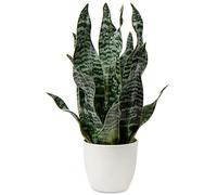 Piante artificiali di serpente, 42 cm, piante artificiali di Sansevieria per interni in vaso, piante da interno finte per decorazione della casa
