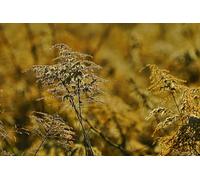 Piante autunnali - Set di puzzle impossibili da 5000 pezzi, giocattoli puzzle 3D, regali unici, decorazioni per la casa 14 anni+