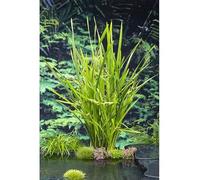 PIANTE DA FITODEPURAZIONE per laghetto da giardino, pond, minipond, vasche con pesci, laghetti balneabili, stagni. (TYPHA MINIMA)