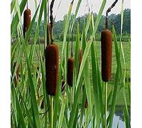 PIANTE DA FITODEPURAZIONE per laghetto da giardino, pond, minipond, vasche con pesci, laghetti balneabili, stagni. (TYPHA LAXMANNII)