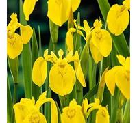 Piante da Fitodepurazione per Laghetto, IRIS PSEUDACORUS | Per laghetto da giardino, Pond, minipond, Vasche con pesci, Laghetti balneabili, Stagni