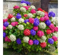 Piante da giardino fiorite vibranti Hydrangea Tricolore in vaso per esterni.