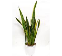 Piante da interno grasse sanseveria sansevieria pianta giardino appartamento xi