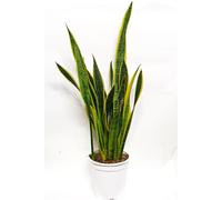 Piante da interno grasse sanseveria sansevieria pianta succulente appartamento