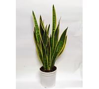 Piante da interno grasse sanseveria sansevieria pianta succulente appartamento v