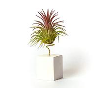 Piante da interno per la decorazione dell'ufficio Scrivania Studio facile da curare (Tillandsia Ionantha Ionantha) (Supporto incluso) (Bianco)