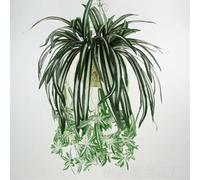 Piante di clorofito artificiale per la casa decorazione della pianta verde finta seta Chlorophytum fiore foglie verdi artificiali piante giardino orchidea ragno accessori per la casa