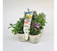 Piante di erbe aromatiche in vaso (24)