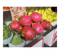 Piante di Pitaya (Pitahaya/Erdbeerbirne) Ibrido vivo, semi di ortaggi, piante di Hosta vive, semi di fiori per giardino all'aperto, non semi, piante vive per esterni, piante perenni, semi per piantare