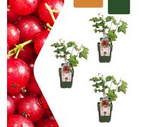Piante di uva spina - Ribes rubrum - bio | 3 pezzi - 20cm - Ø13cm - Pianta da giardino - Verdure e frutta