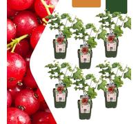 Piante di uva spina - Ribes rubrum - bio | 6 pezzi - 20cm - Ø13cm - Pianta da giardino - Verdure e frutta