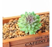 Piante grasse artificiali di loto per la decorazione della casa e del giardino, materiali ecologici, esplora le possibilità fai da te con stili unici (MM515 (MM600(9 cm)