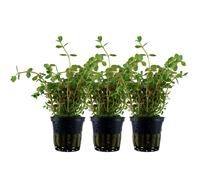 Piante Per Acquario 3 Pezzi Rotala Rotundifolia AquaOne Nr.033 Pianta Acquatica