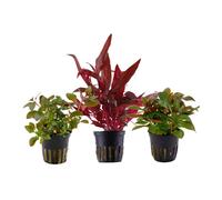 Piante Set Con 3 Bel Rosso Pentola Acquario Piante D'Acqua AquaOne Nr.102