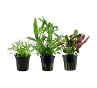 Piante Set Con 3 Einsteiger Pentola Acquario Piante D'Acqua AquaOne Nr.128