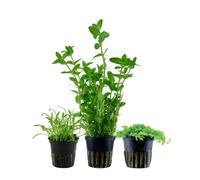 Piante Set Con 3 Einsteiger Pentola Acquario Piante D'Acqua AquaOne Nr.236