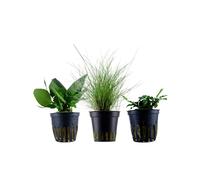 Piante Set Con 3 Facile Piccolo Pentola Acquario Piante D'Acqua AquaOne Nr.109