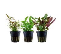 Piante Set Con 3 Mittelgrund Pentola Acquario Piante D'Acqua Aquaone Nr.125