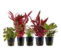 Piante Set Con 5 Bel Rosso Pentola Acquario Piante D'Acqua Aquaone Nr.103