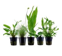 Piante Set Con 5 Einsteiger Pentola Acquario Piante D'Acqua AquaOne Nr.104