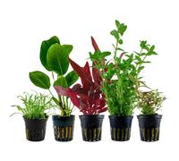 Piante Set Con 5 Einsteiger Pentola Acquario Piante D'Acqua Aquaone Nr.105