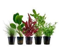 Piante Set Con 5 Einsteiger Pentola Acquario Piante D'Acqua AquaOne Nr.212