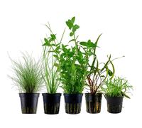 Piante Set Con 5 Einsteiger Pentola Acquario Piante D'Acqua AquaOne Nr.221