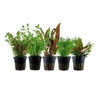 Piante Set Con 5 Mittelgrund Pentola Acquario Piante D'Acqua Aquaone Nr.139
