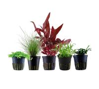 Piante Set Con 5 Primo Piano Pentola Acquario Piante D'Acqua Aquaone Nr.113