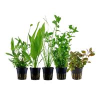 Piante Set Con 5 Sfondo Pentola Acquario Piante D'Acqua AquaOne Nr.117