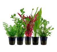 Piante Set Con 5 Sfondo Pentola Acquario Piante D'Acqua AquaOne Nr.207