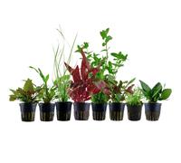 Piante Set per 60l Acquari Con 8 Pentola Acquario Piante D'Acqua AquaOne Nr.136