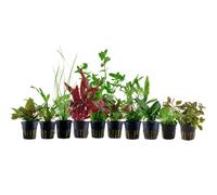 Piante Set per 80l Acquari Con 10 Pentola Acquario Piante D'Acqua AquaOne Nr.137