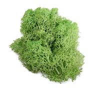 Piante verdi artificiali da 20 g, erba muschiata vita eterna, decorazione per casa, soggiorno, giardino, mini paesaggio, fiori finti fai da te (verde chiaro)