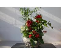 Piante VERE da INTERNO