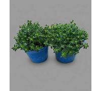 Piante Vive di Erba di San Giovanni, Verde e Bianco, Fiori Invernali, Vaso cm 14, 2 Pezzi MODIPITRE